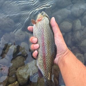 Meet your Posher, Levi